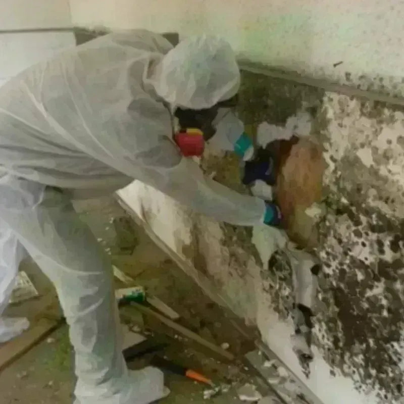 Mold Remediation and Removal in Plymouth, CT